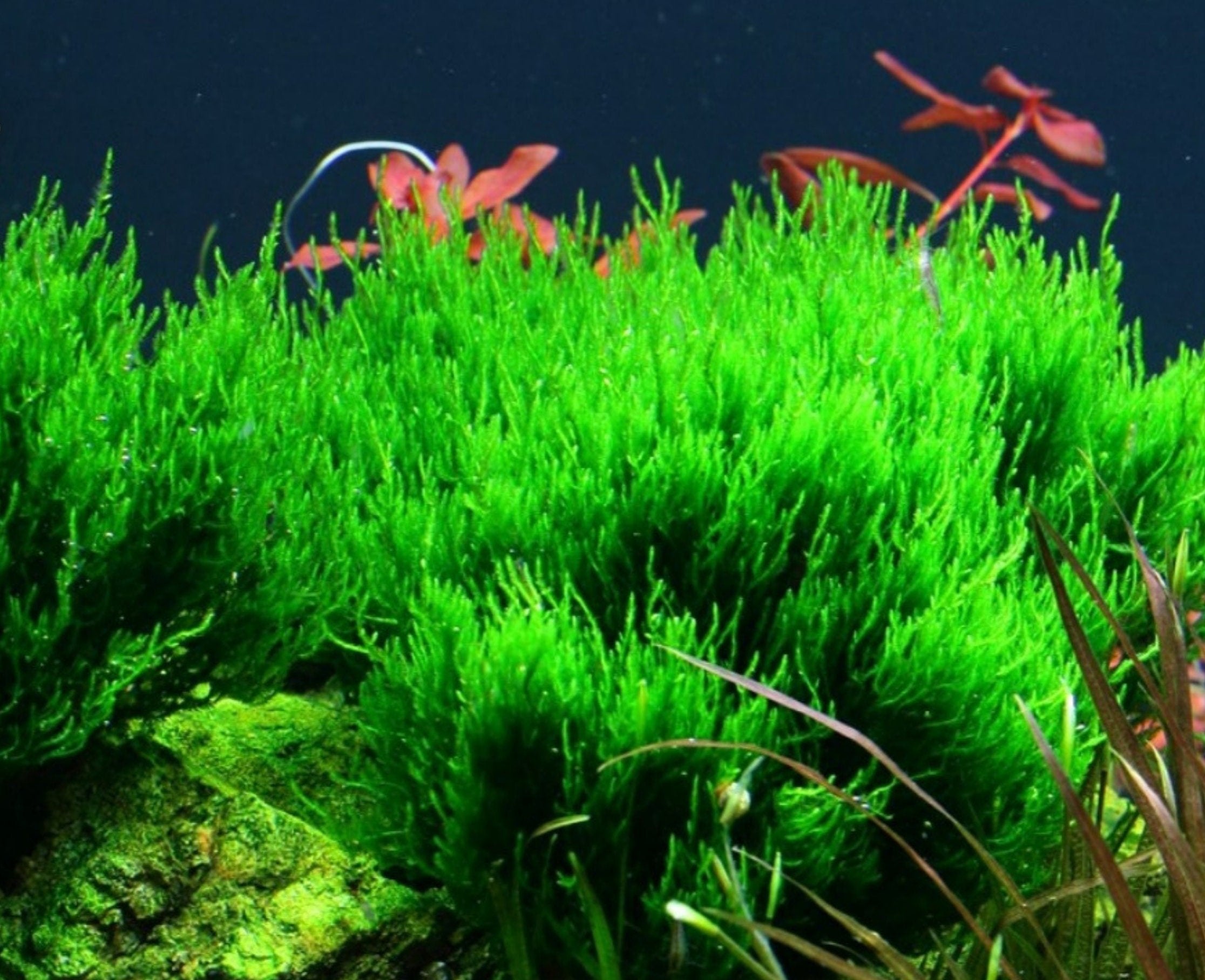 Flaming Moss - Aquarium Plants - Free Combined shipping - Aquatic Plants - Canada Seller